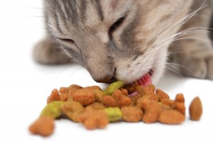 A macskatáp ízlik a cicáknak